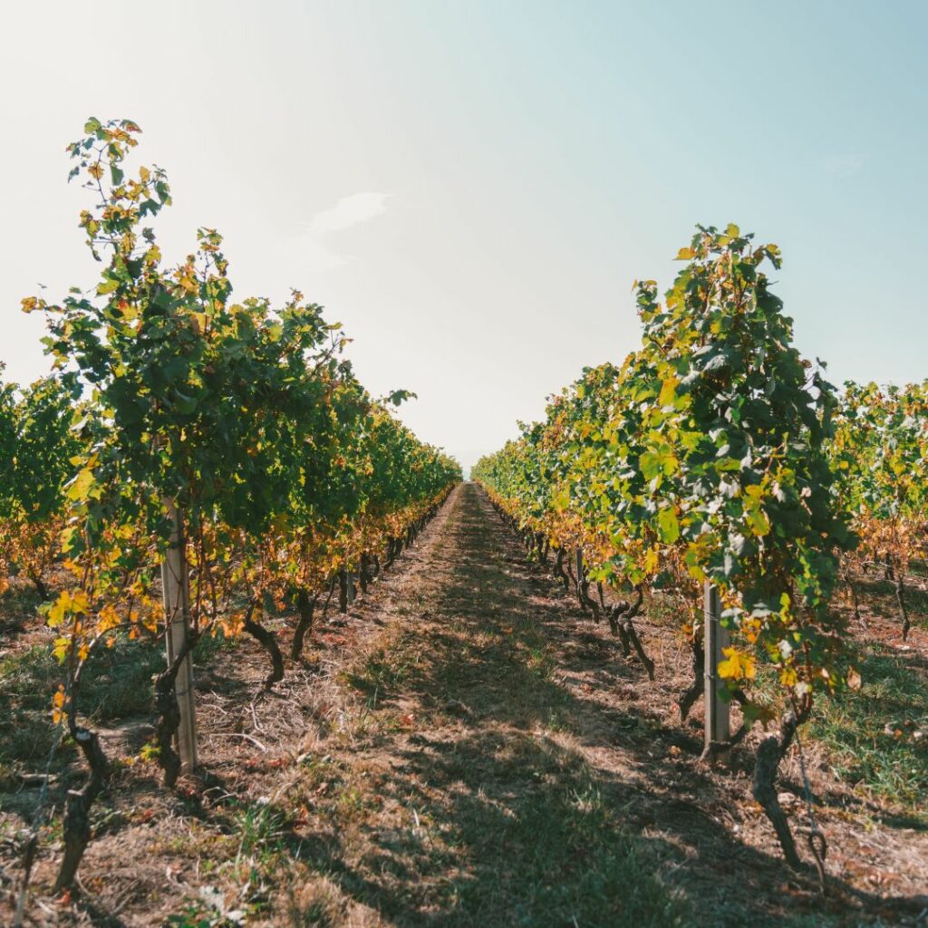 hotel-toulon-label-vignobles-decouvertes-oenotourisme-var-5